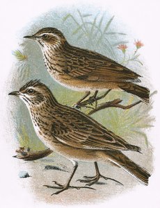 Sky-Lark (inferior) e Wood-Lark (superior)